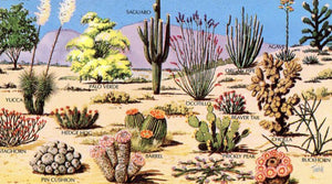 Psychedelic Cacti: A Guide to the Desert High